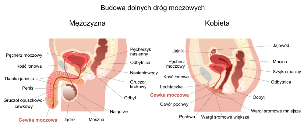 Budowa dolnych dróg moczowych