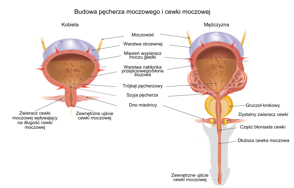 budowa pęcherza moczowego