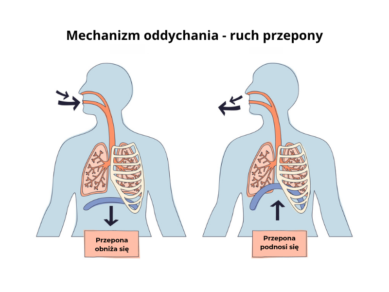 Przepona oddychanie