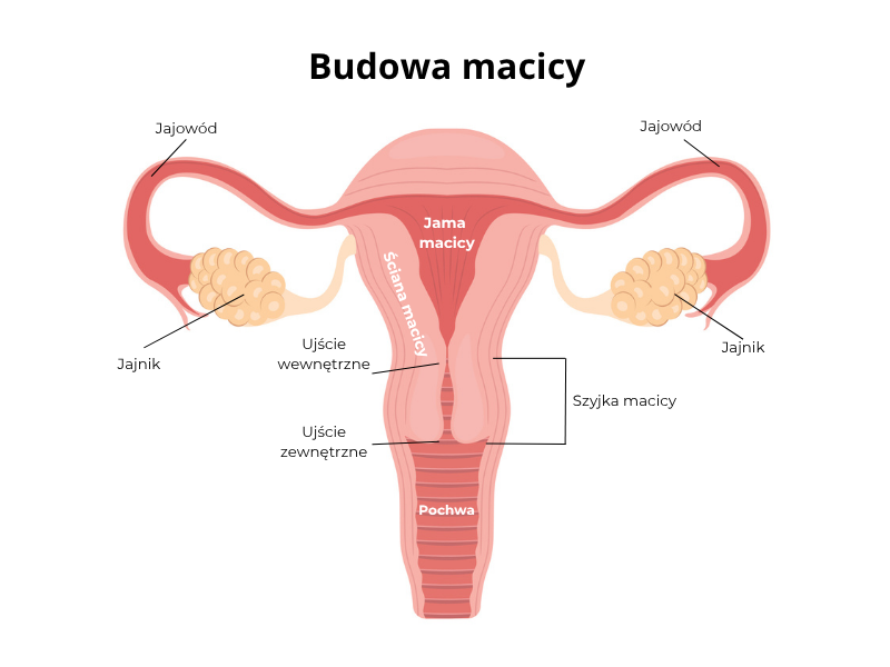  budowa_macicy
