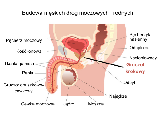 prostata