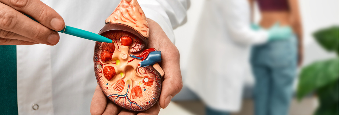 Urolog – czym się zajmuje i jakie choroby leczy urolog? Jak przygotować się do wizyty.