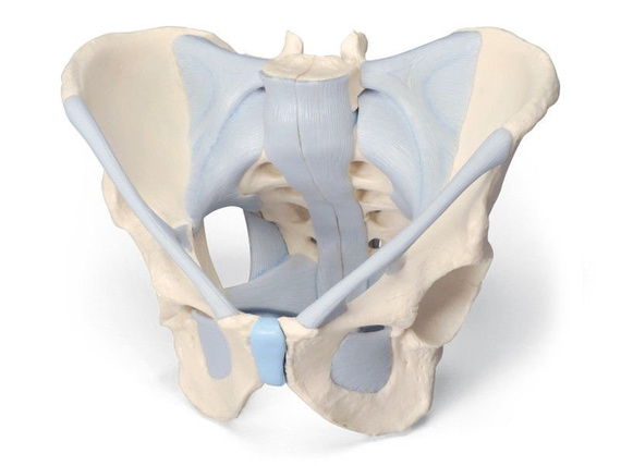 2-piece male pelvis model with H21/2 ligaments
