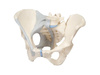 3-part female pelvis model with H20/2 ligaments