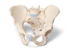 3-piece male pelvis model H21/1