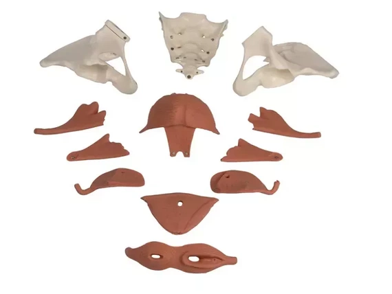 Model of the female pelvic floor muscles, 12 parts