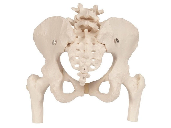 Female pelvis model with femoral stumps A62