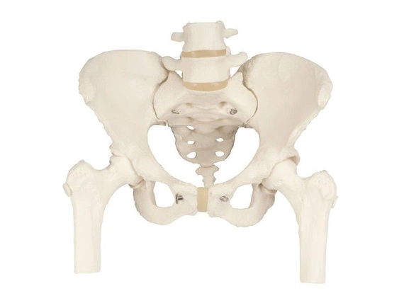 Female pelvis model with femoral stumps A62