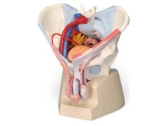 Model miednicy męskiej 7-częściowy H21/3