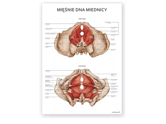 Tablica anatomiczna "Układ mięśniowy"