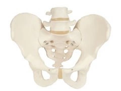 Model szkieletu miednicy męskiej A60