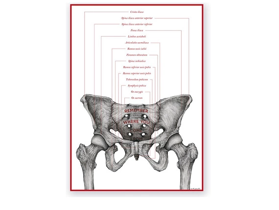Tablica anatomiczna "Układ mięśniowy"
