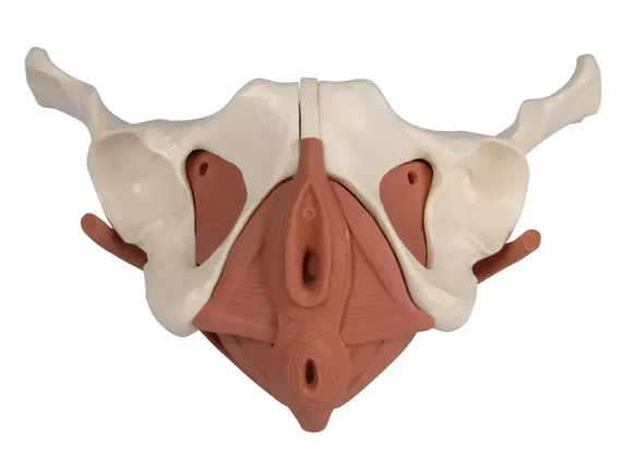 Model of the female pelvic floor muscles, 12 parts