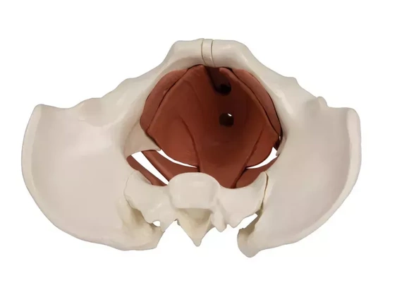 Model of the female pelvic floor muscles, 12 parts