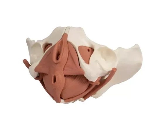 Model of the female pelvic floor muscles, 12 parts