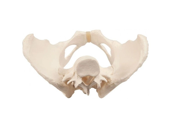 Model of the female pelvis A61