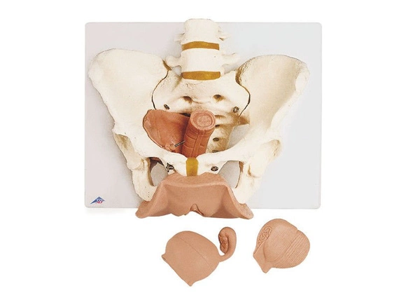 3-part model of the female pelvis L31