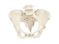 Model szkieletu miednicy żeńskiej A61