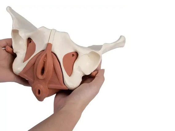 Model of the female pelvic floor muscles, 12 parts